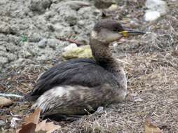 Image of Red-necked Grebe