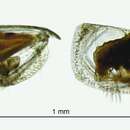 Image of Discoconchoecia tamensis (Poulsen 1973)