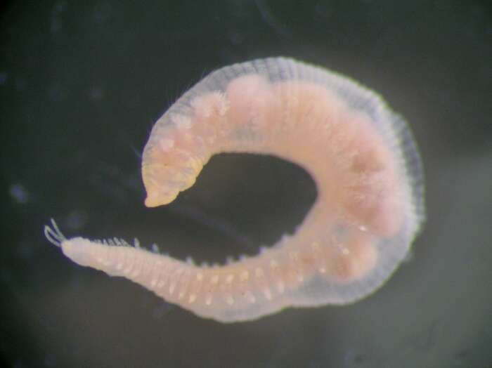 Image of T Headed Worm