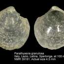 Image of Parathyasira granulosa (Monterosato 1874)