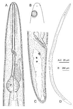 Image of Aegialoalaimus bratteni Holovachov 2015