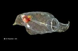 Image of salps