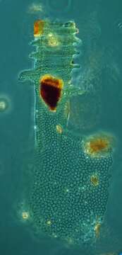 Image of Climacocylis scalaria