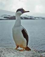 Image of imperial shag