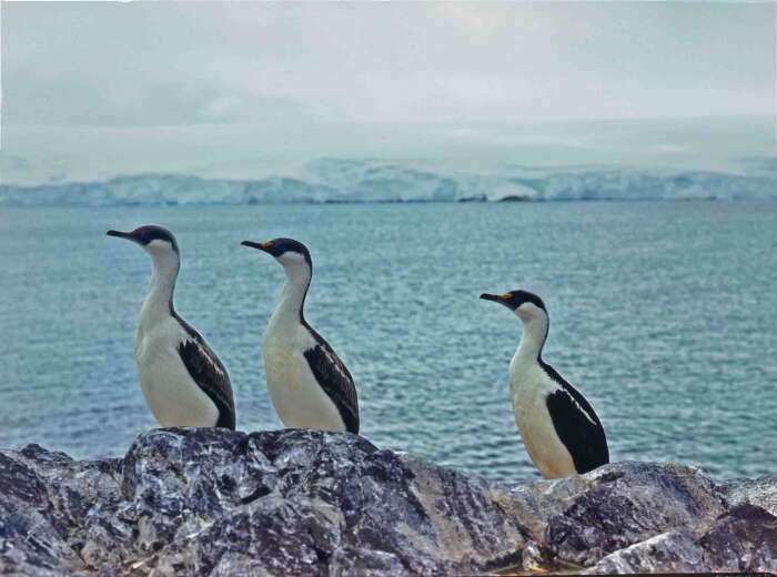 Image of imperial shag