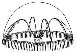 Image of Eutimalphes brownei Torrey 1909