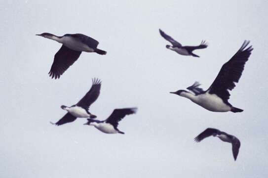 Image of imperial shag