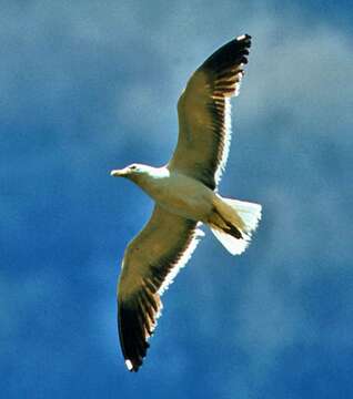 Image of Kelp Gull