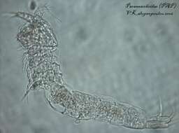 Image de Paramesochridae Lang 1944