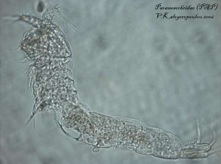 Image de Paramesochridae Lang 1944