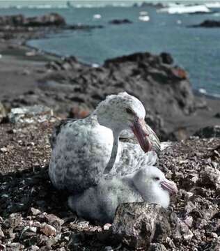 Image of Antarctic Giant-Petrel