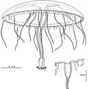 Image of Helgicirrha irregularis Bouillon, Boero & Seghers 1988