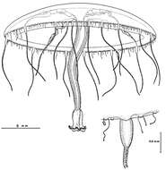 Image of Helgicirrha irregularis Bouillon, Boero & Seghers 1988