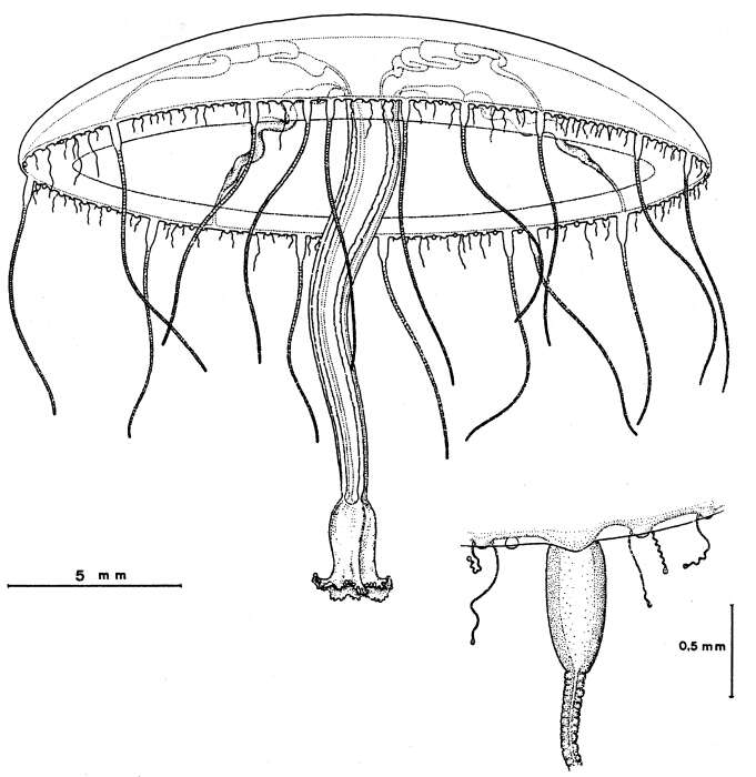 Image of Helgicirrha irregularis Bouillon, Boero & Seghers 1988