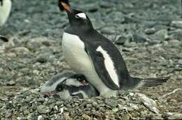 Image of Gentoo Penguin