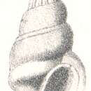 Image of Rissoina percrassa G. Nevill & H. Nevill 1874