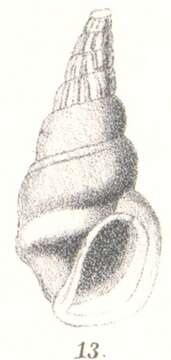 Image of Rissoina percrassa G. Nevill & H. Nevill 1874