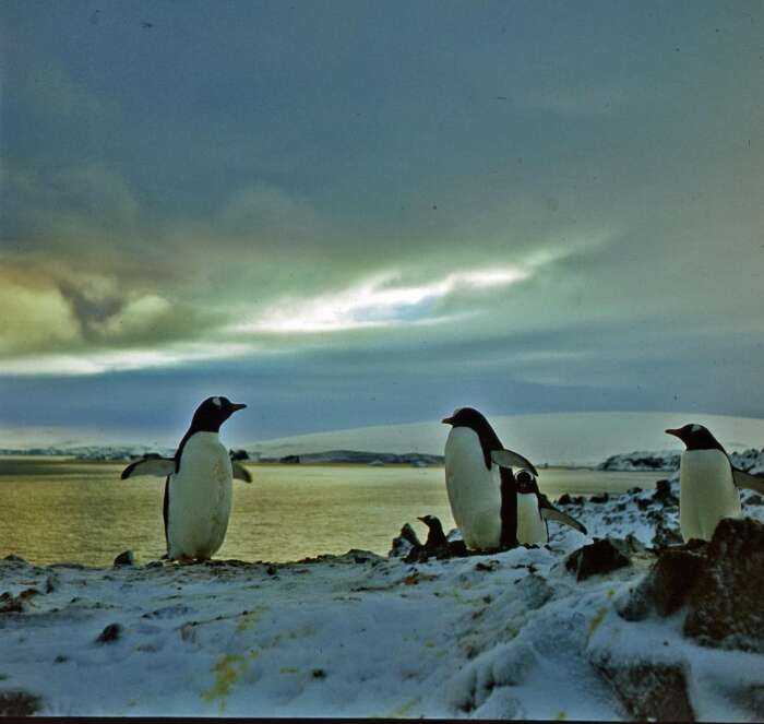 Image of Gentoo Penguin