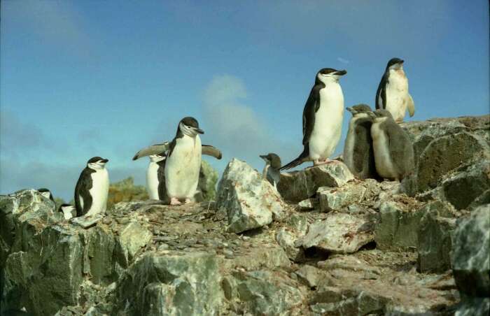 Plancia ëd Pygoscelis antarcticus (Forster & JR 1781)