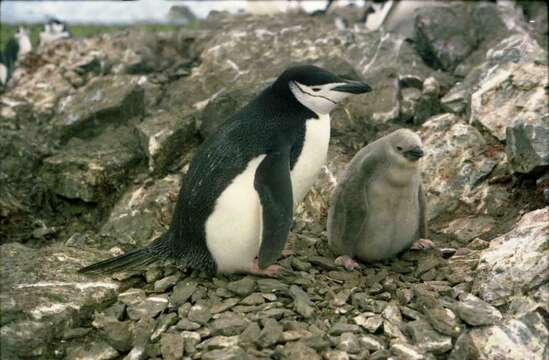 Plancia ëd Pygoscelis antarcticus (Forster & JR 1781)