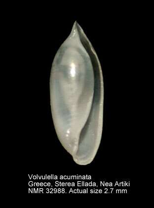 Sivun Volvulella acuminata (Bruguière 1792) kuva
