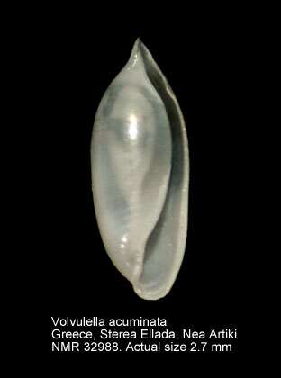 Image of Volvulella acuminata (Bruguière 1792)