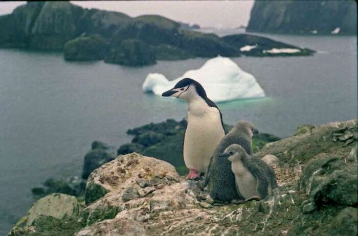 Plancia ëd Pygoscelis antarcticus (Forster & JR 1781)