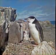 Plancia ëd Pygoscelis antarcticus (Forster & JR 1781)