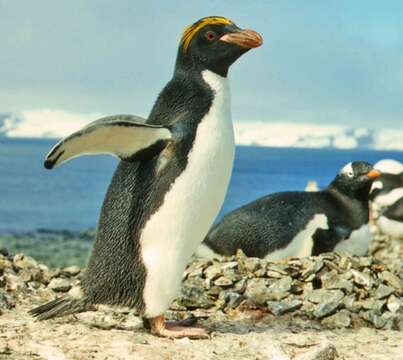 Image of Macaroni Penguin