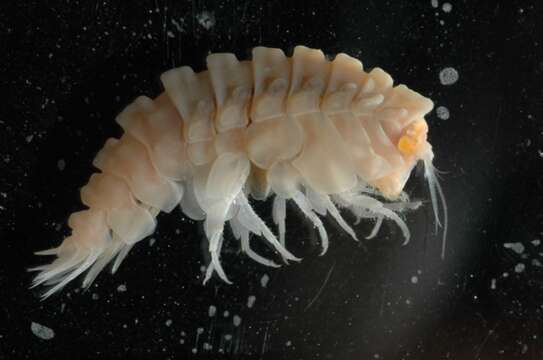 Image of amphipods