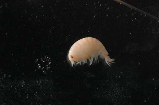 Image of amphipods