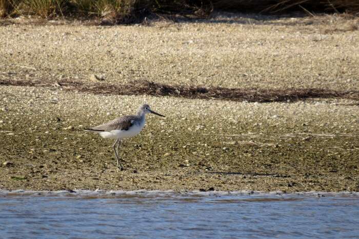 Image of Common Greenshank