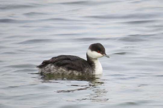 Image of Horned Grebe