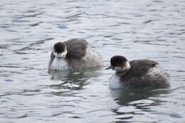 Image of Podiceps Latham 1787