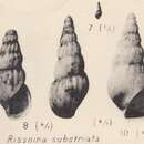 Image de Rissoina substriata Zhizhchenko 1936