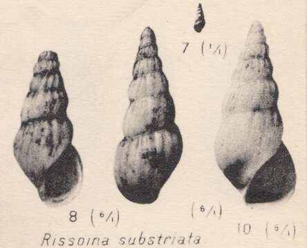 Image de Rissoina substriata Zhizhchenko 1936