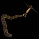 Image of Calocalanus plumulosus (Claus 1863)