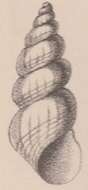 Image of Rissoa gemmula P. Fischer 1869