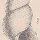 Image of Rissoa semicarinata de Folin 1870