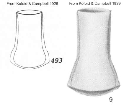 Imagem de Amplectellopsis angularis Kofoid & Campbell 1929