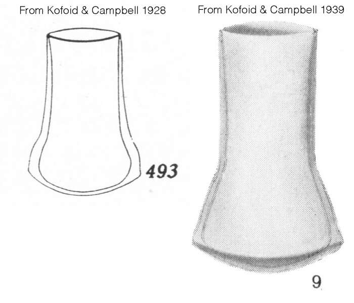 Image of Amplectellopsis angularis Kofoid & Campbell 1929