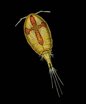 Imagem de Acontiophorus scutatus (Brady & Robertson 1873)