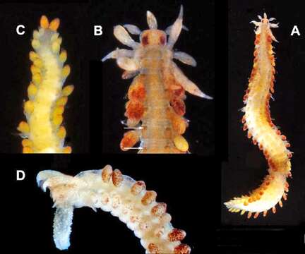 Clavadoce dorsolobata (Hartmann-Schröder 1987) resmi