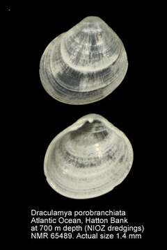 Image de Bivalvia Linnaeus 1758