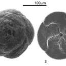 Image of Lepidodeuterammina plymouthensis (Brönnimann & Whittaker 1990)