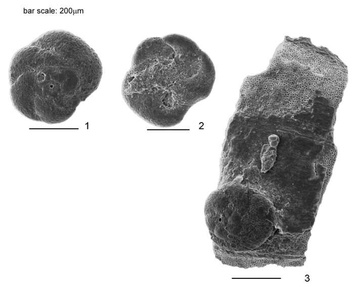 Sivun Tiphotrocha comprimata (Cushman & Brönnimann 1948) kuva