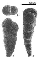 Image of Textularia earlandi Parker 1952