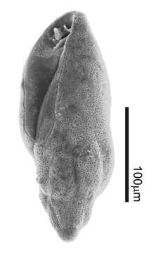 Image de Buliminellidae