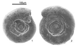 Image of Cornuspira involvens (Reuss 1850)