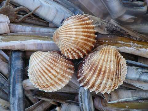 Image of European prickly cockle